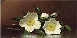 Martin Johnson Heade Two Cherokee Rose Blossoms on a Table painting